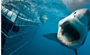 Shark cage diving with White Shark Cage Divers