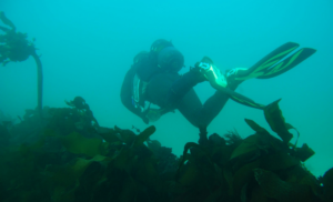 3 hour diving experience with two brothers diving