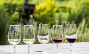 Wine tasting safaris in stellenbosch